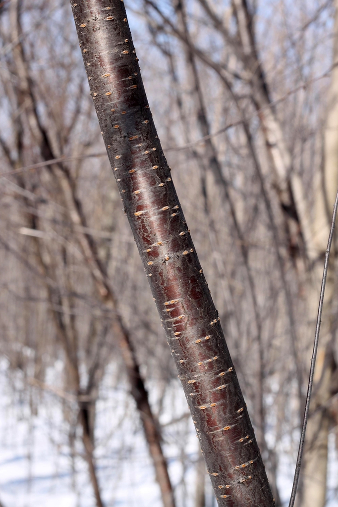Red-brown bark with horizontal lenticles.