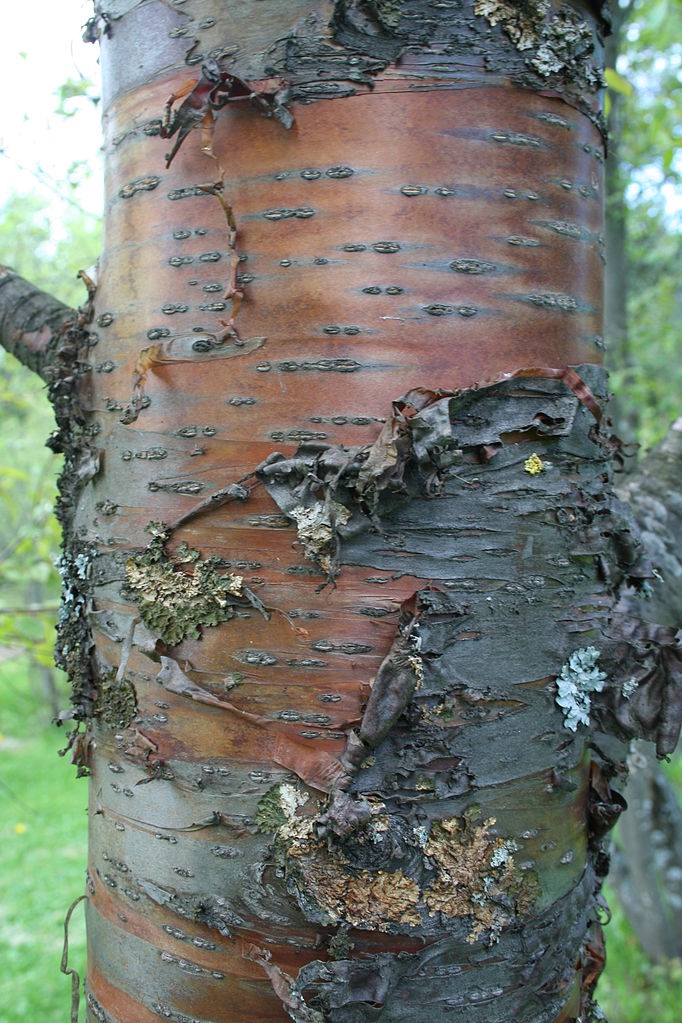 Peeling bark