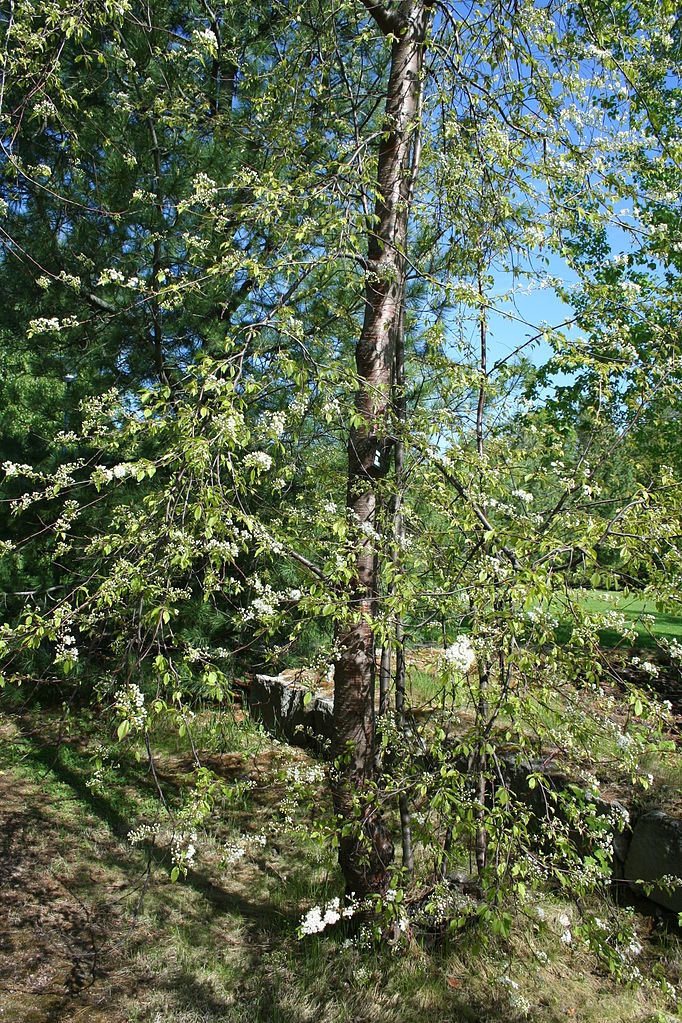 Form