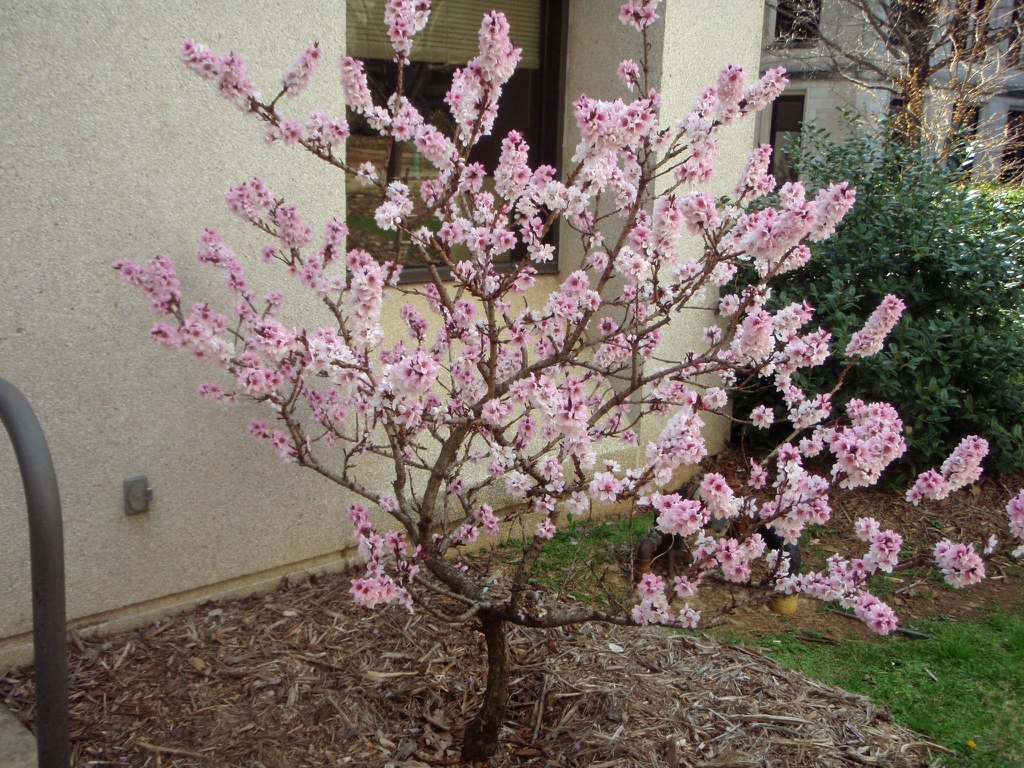 'Bonfire' Flower Form