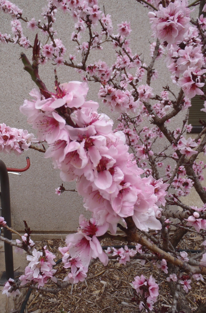 Prunus persica