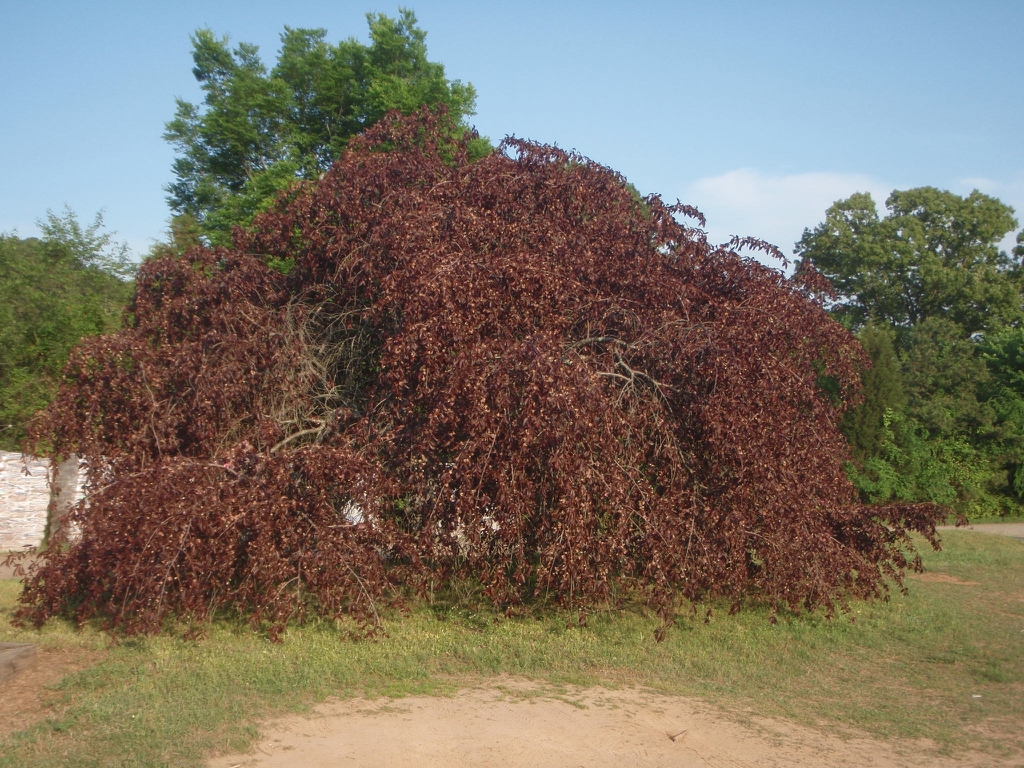 'Crimson Cascade' Form