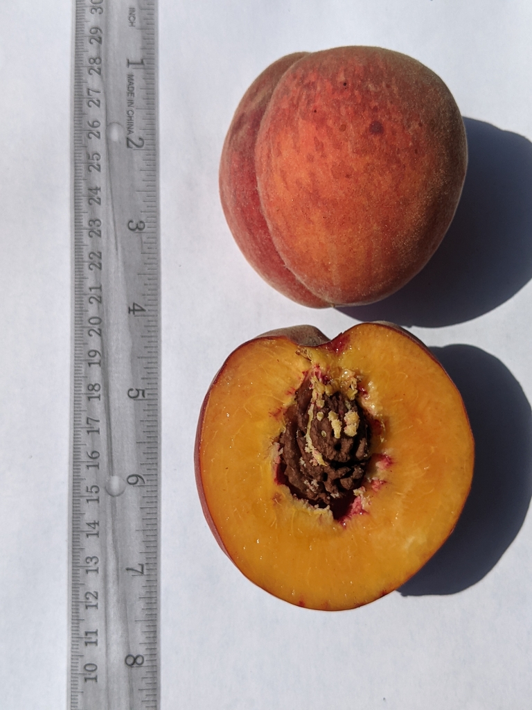 Two peaches: one whole & one-half fruit sitting on a clipboard.