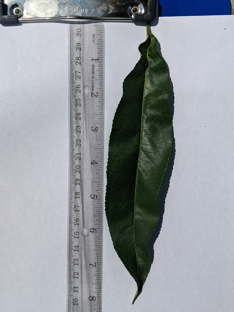 Narrow peach leaf