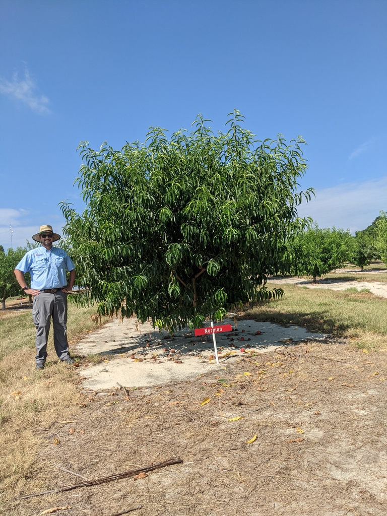 Small peach tree in a row of peach trees.