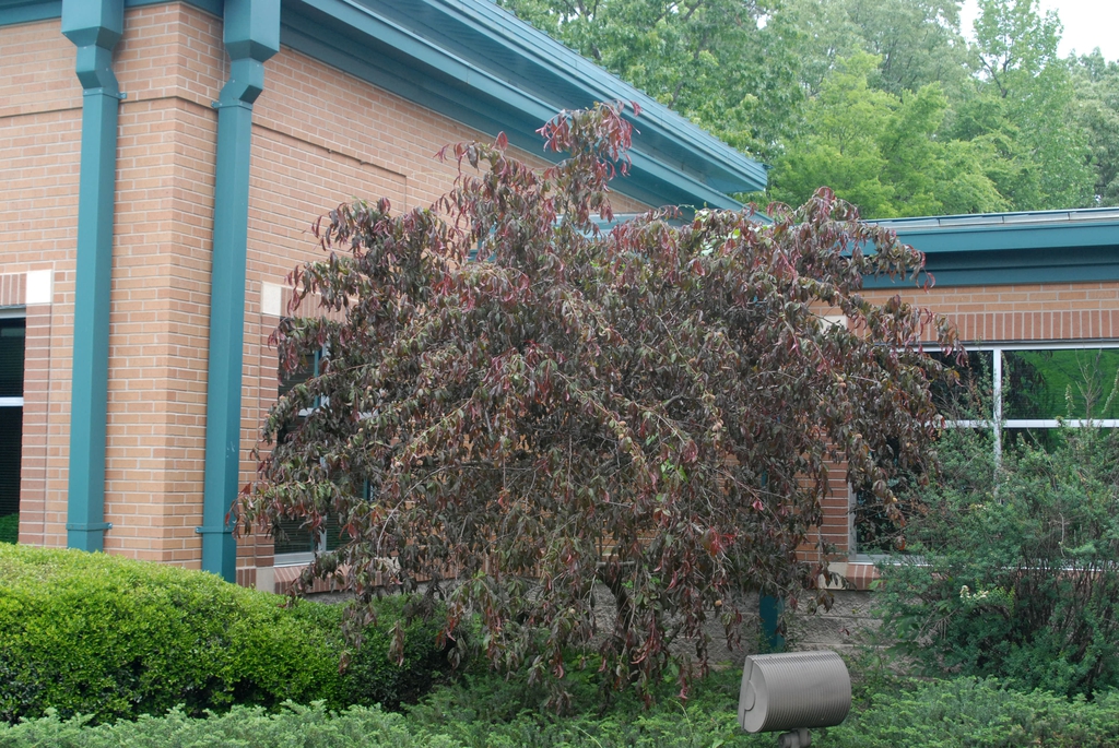 Prunus persica
