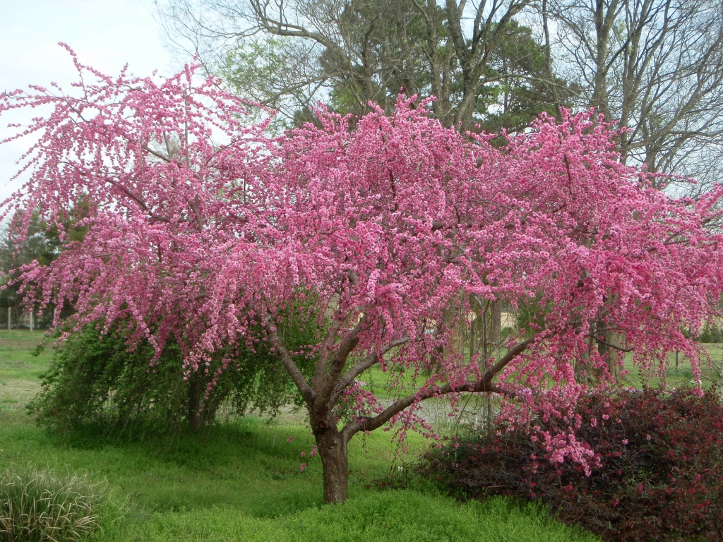 'Pink Cascade' Full Form
