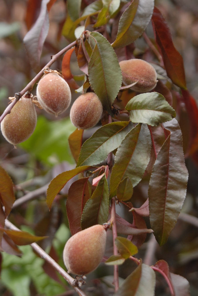 Prunus persica