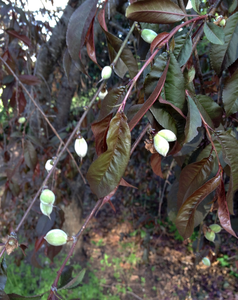 Prunus persica
