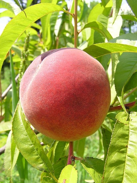Prunus persica 'Redhaven'
