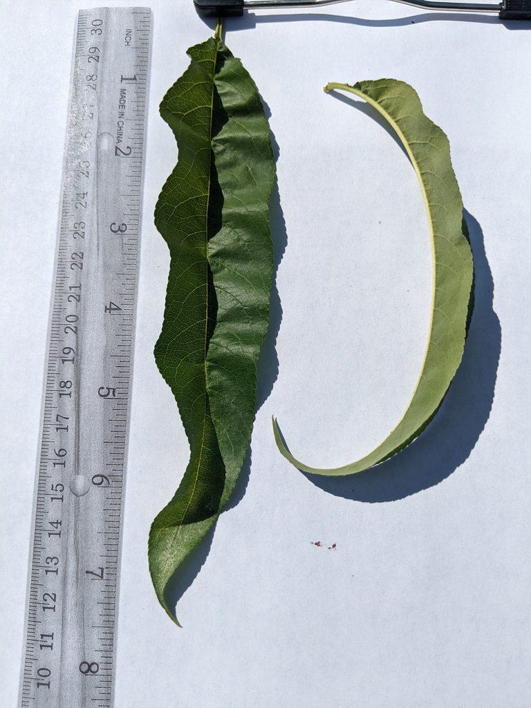 narrow, curled peach leaves