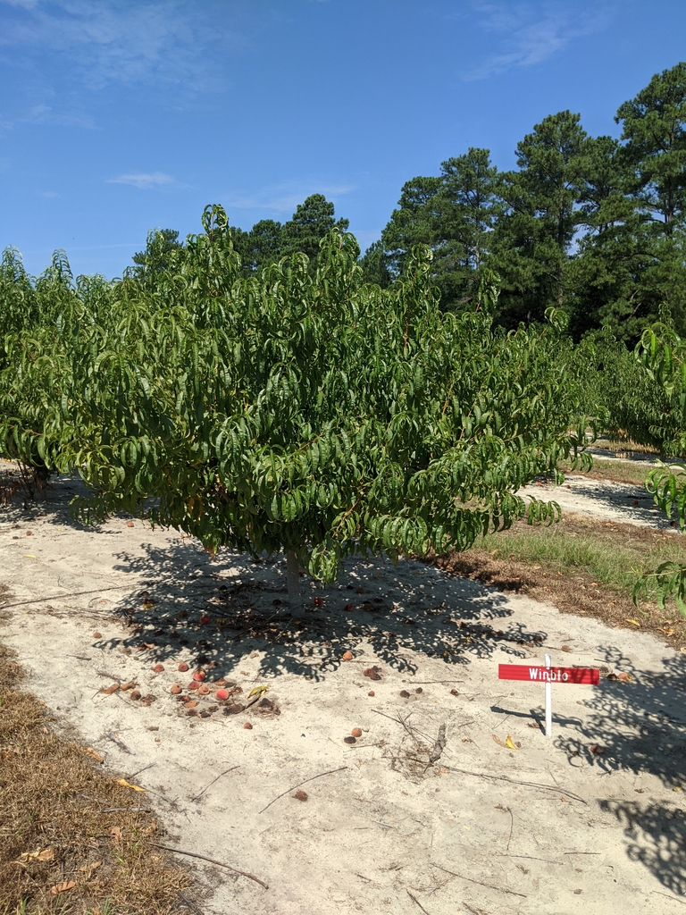 Small peach tree in a row of peach trees.