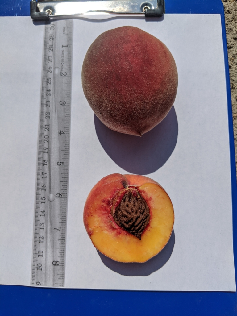 Two peaches: one whole & one-half fruit sitting on a clipboard.