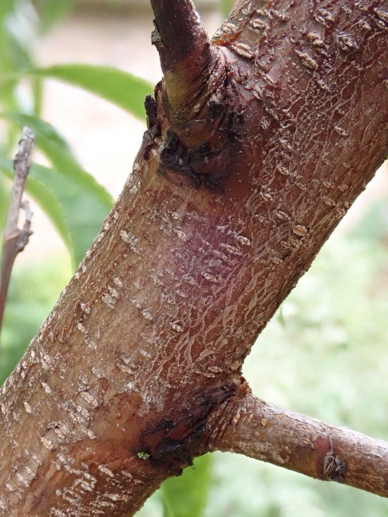 Bark