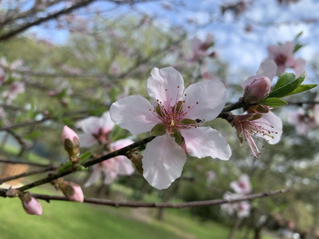 Flower of species