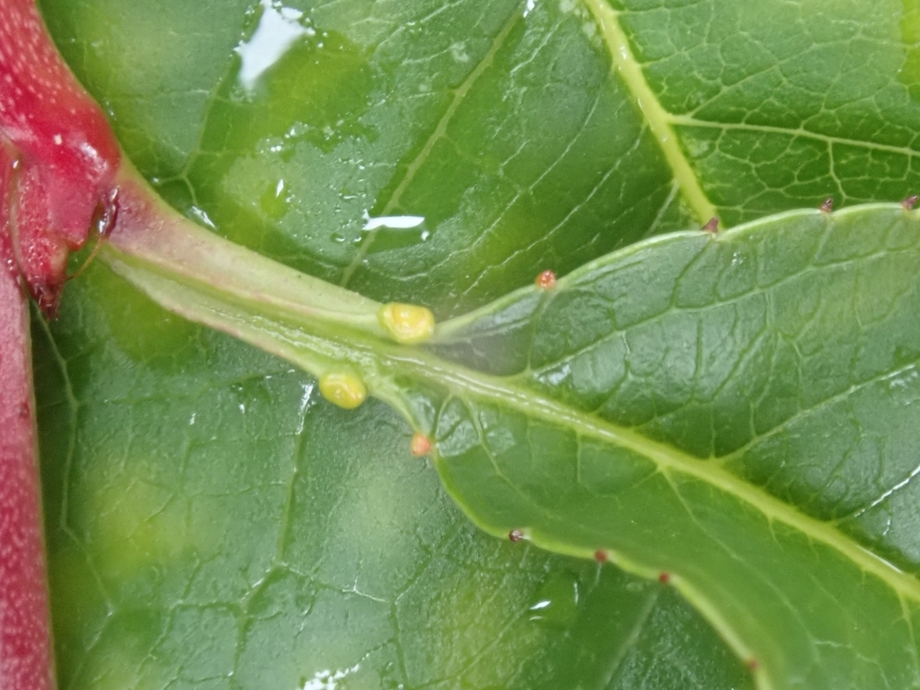 Glands at base of leaf