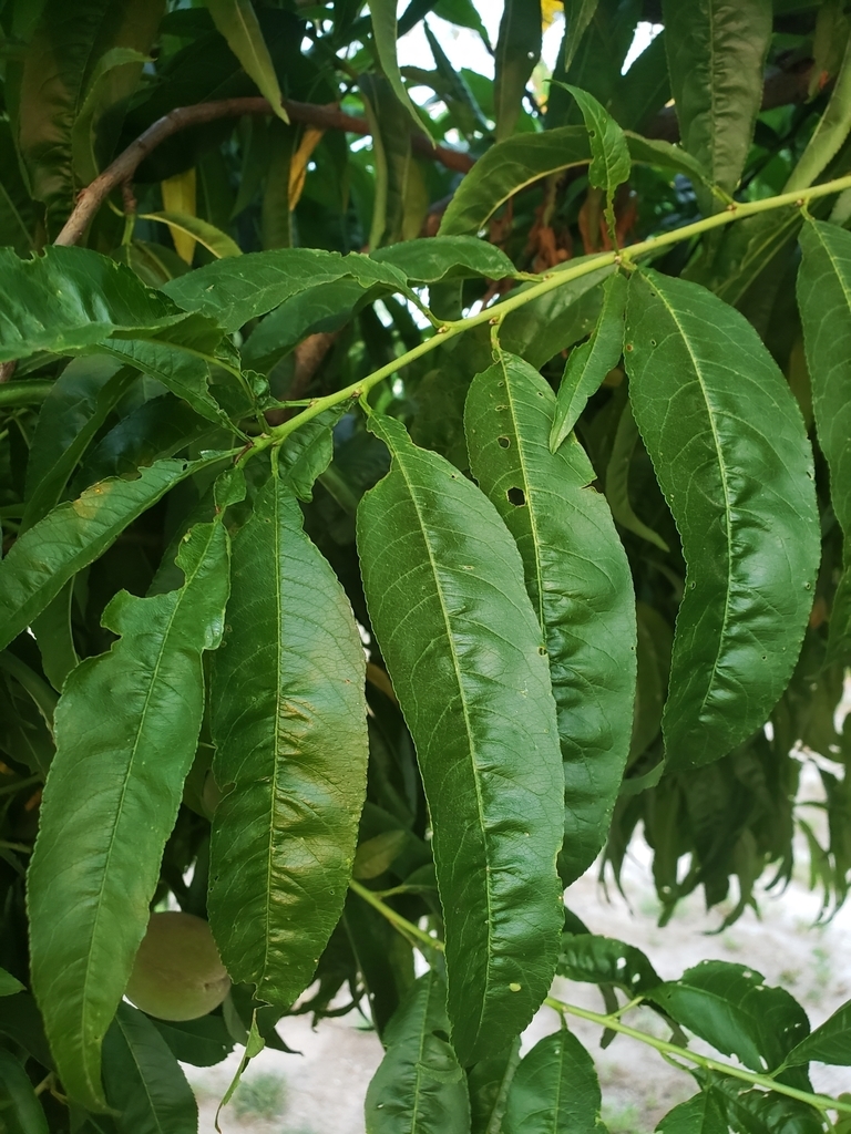 Leaves of thespecies- note the inward curl