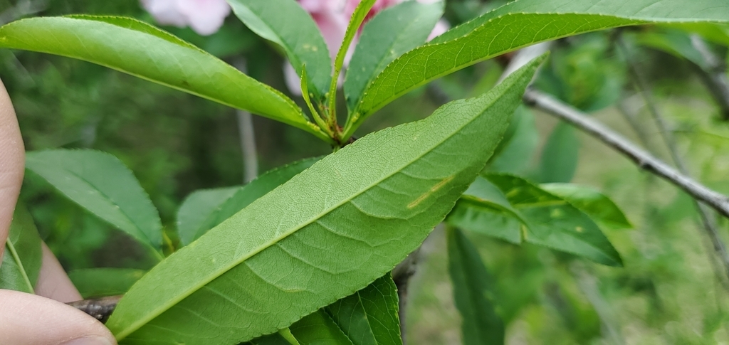 Underside of leaf