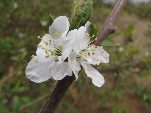 Prunus salicina 'Methley'