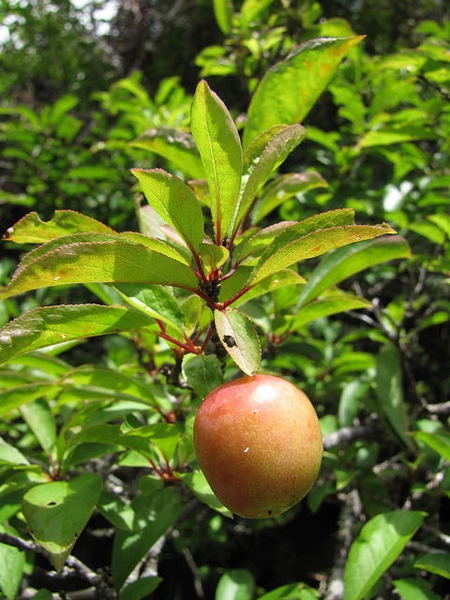 Prunus salicina 'Methley'
