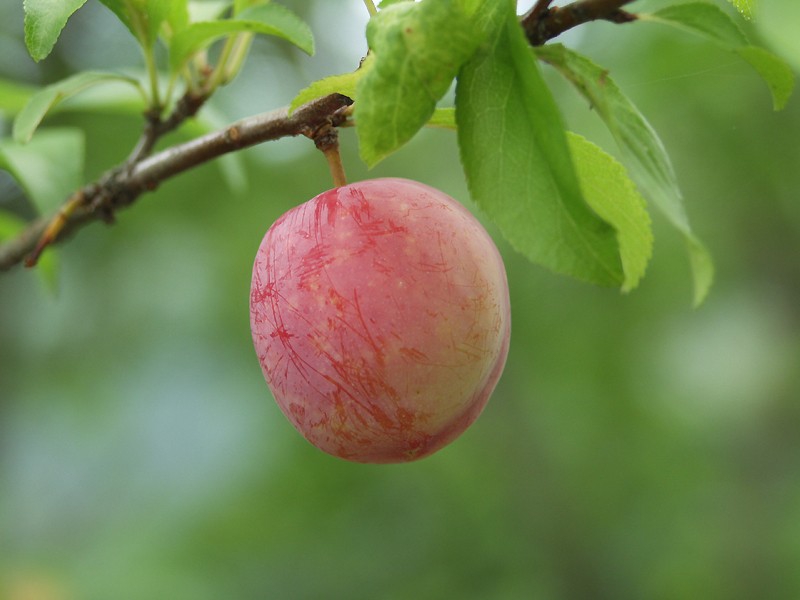 Fruit