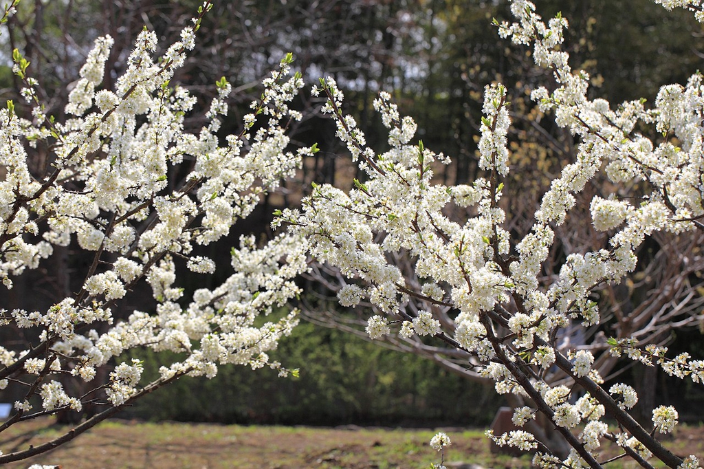 Branches in bloom