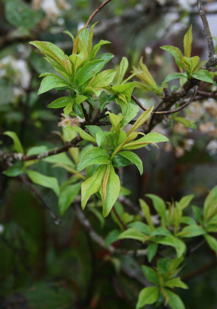 Leaves