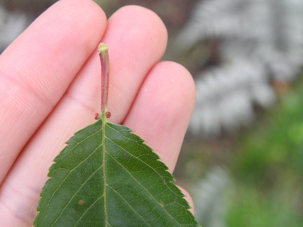 2 glands on petiole