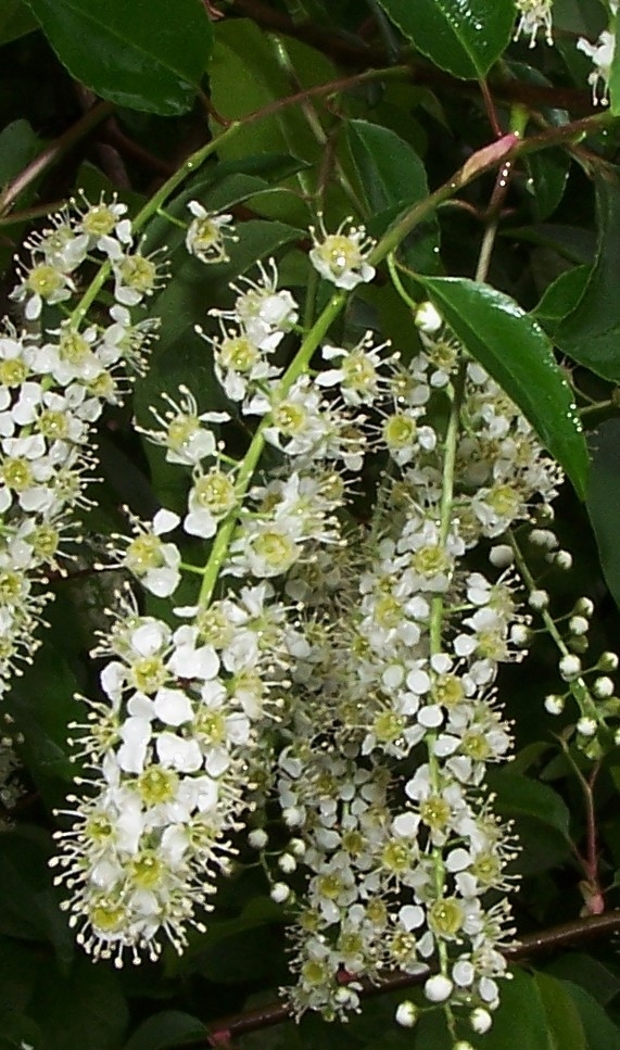 Flowers close-up in April in Durham County, North Carolina