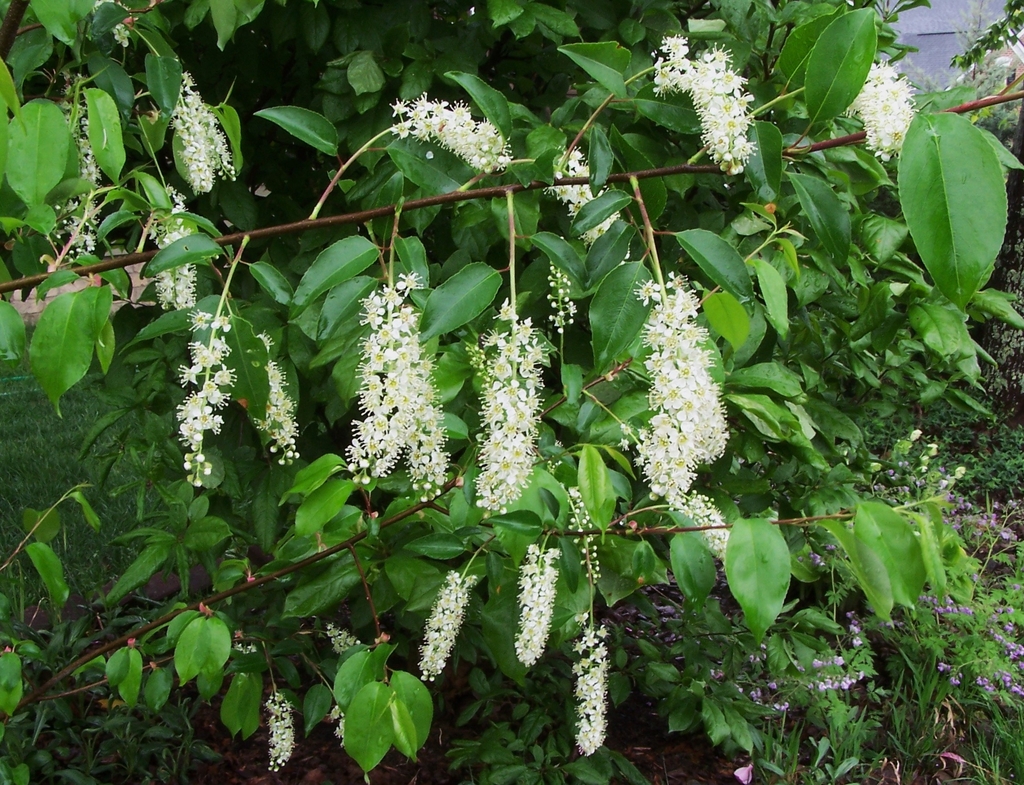 Flowers on a stem in April in Durham County, North Carolina