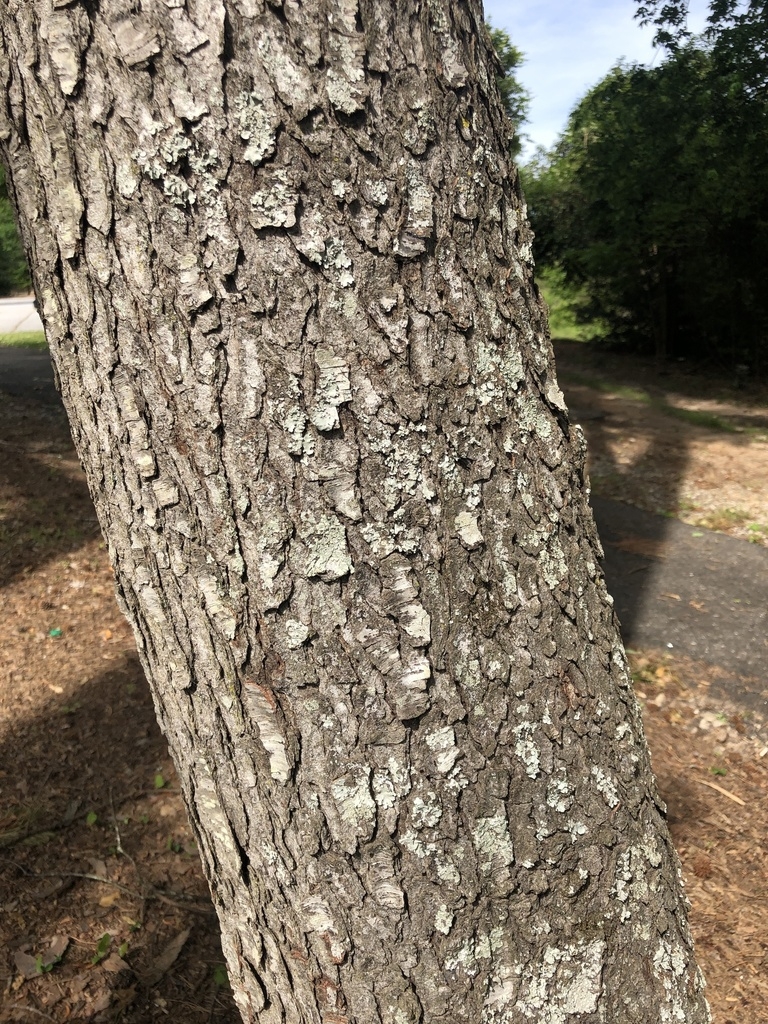 Brown bark of a wild cherry tree