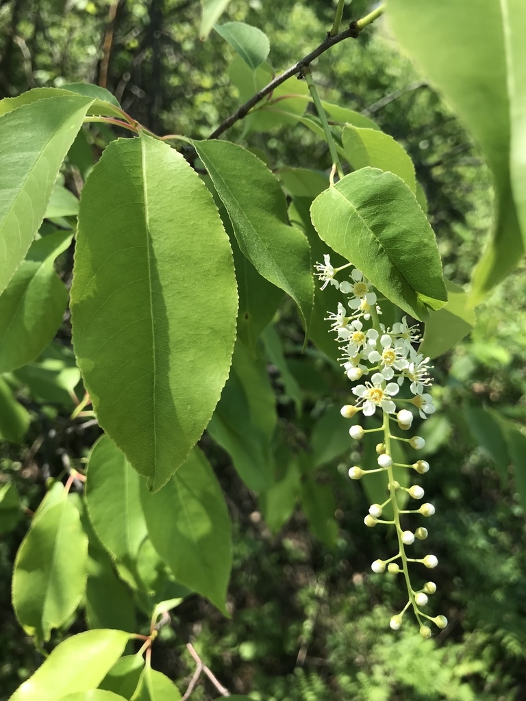 raceme of white flowers