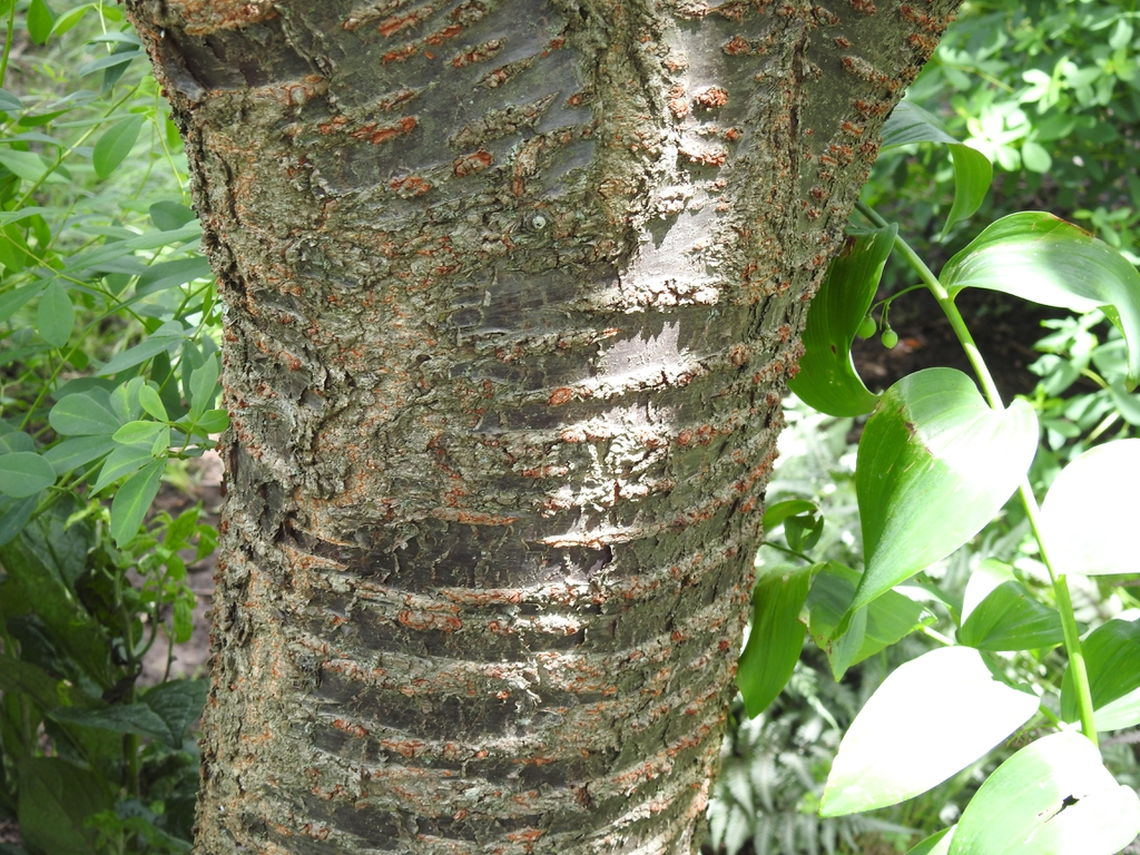 Lenticles shiny bark