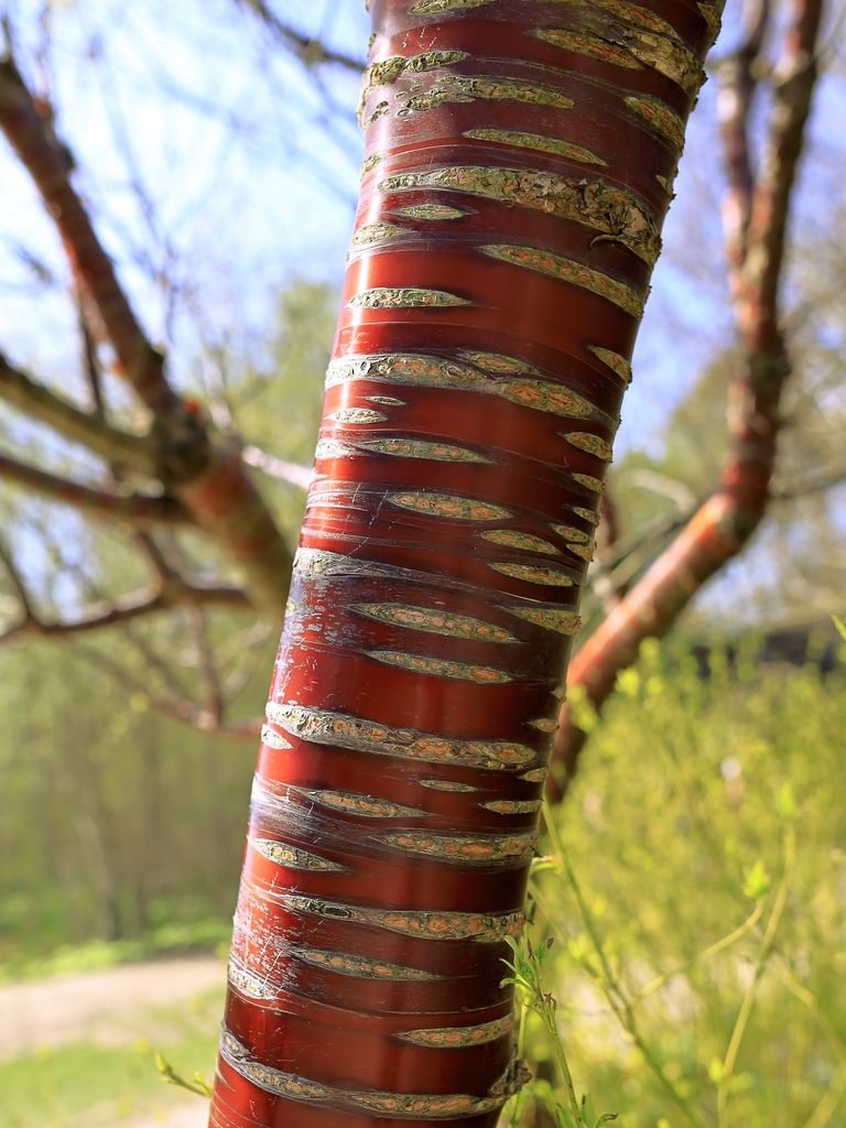 Bark
