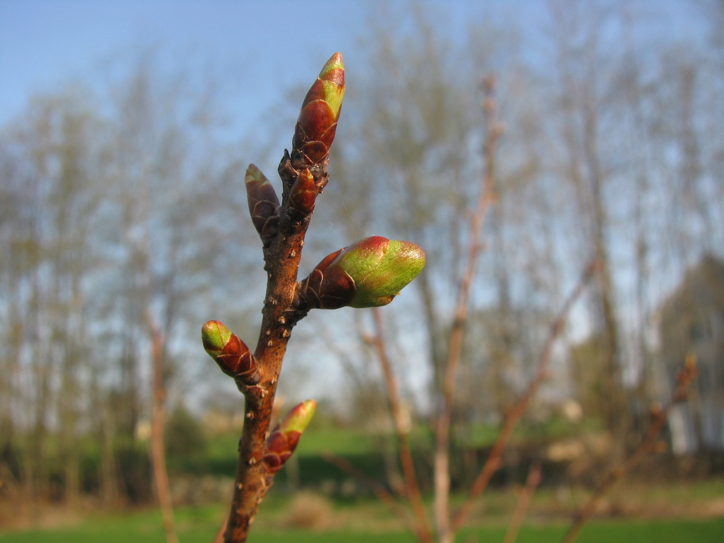 Stem and buds