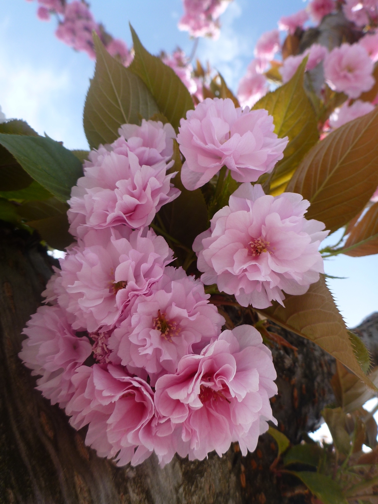 Close up of flower