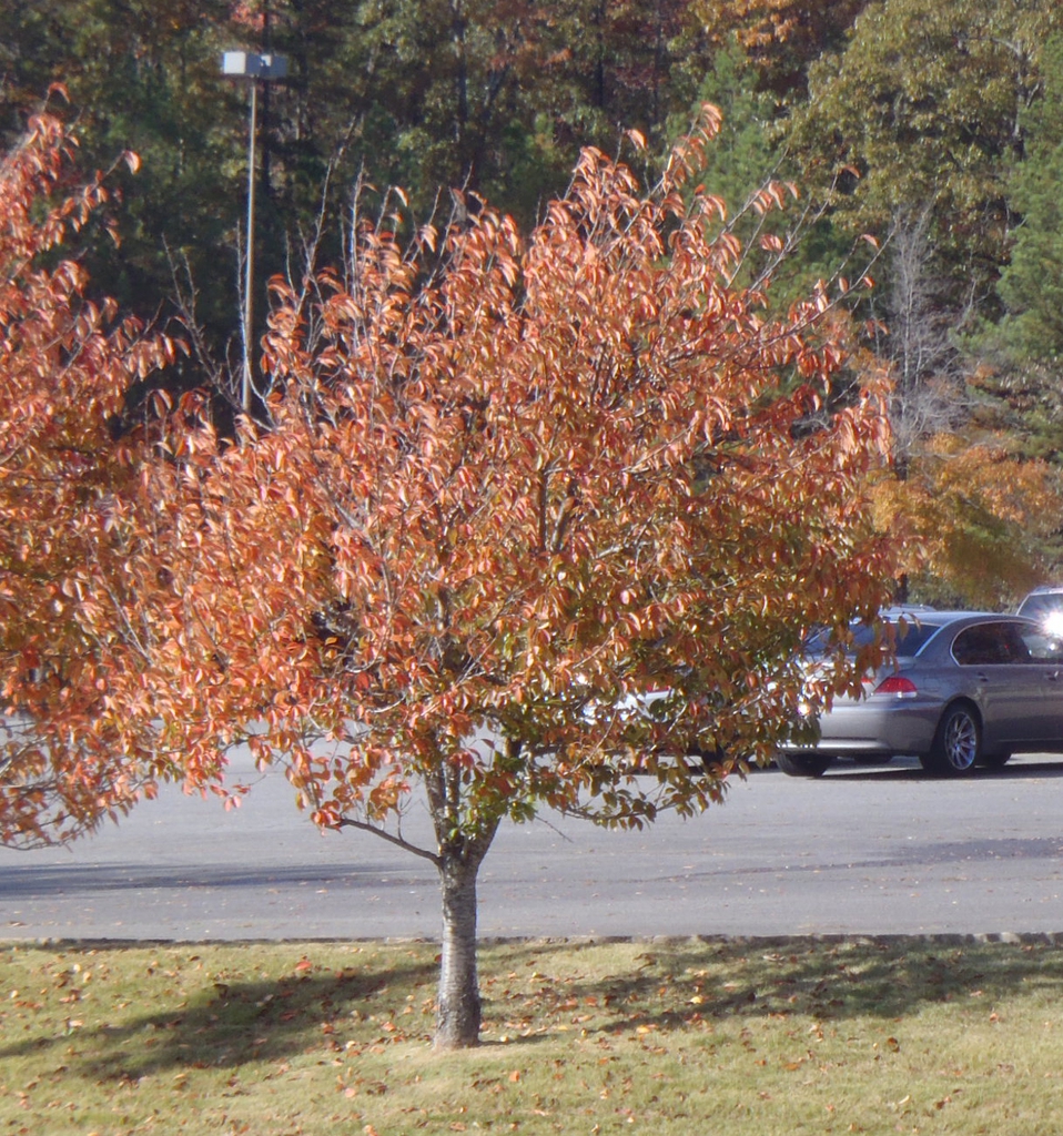 Prunus serrulata