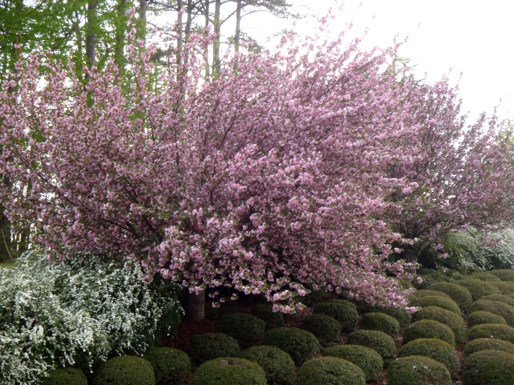 Prunus serrulata