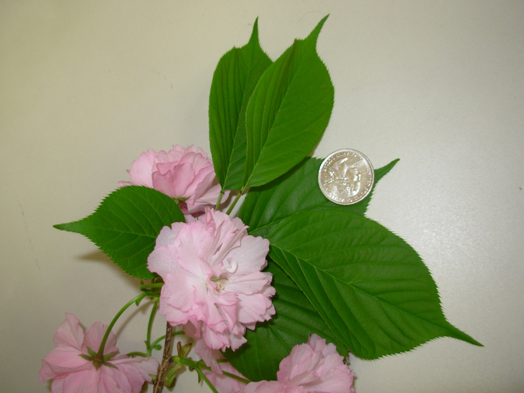 Prunus serrulata