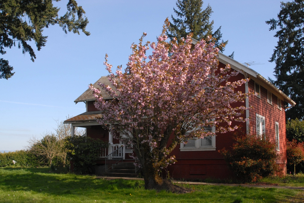 Prunus serrulata