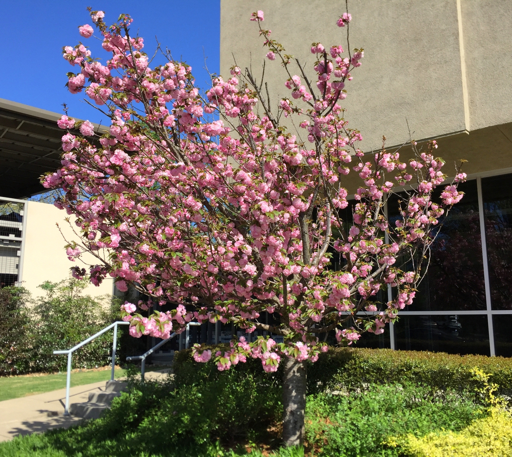 'Kwanzan' Form and full bloom