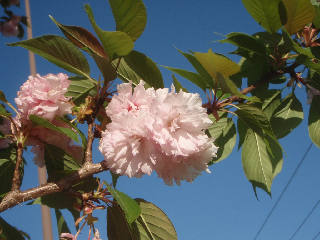 Prunus serrulata