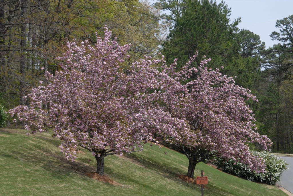 Prunus serrulata