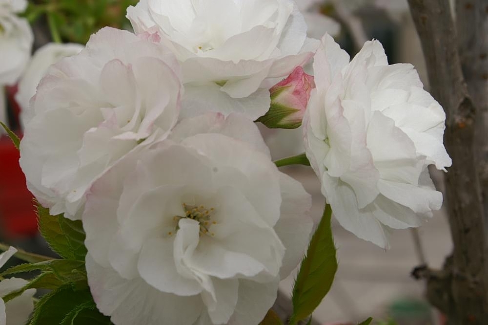 White flowers light pink tinted edges in April - Potomac, Maryla