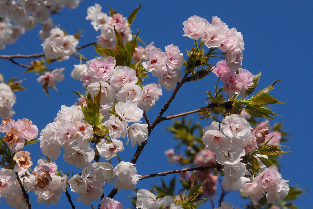 Prunus serrulata
