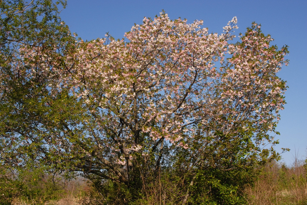 Prunus serrulata