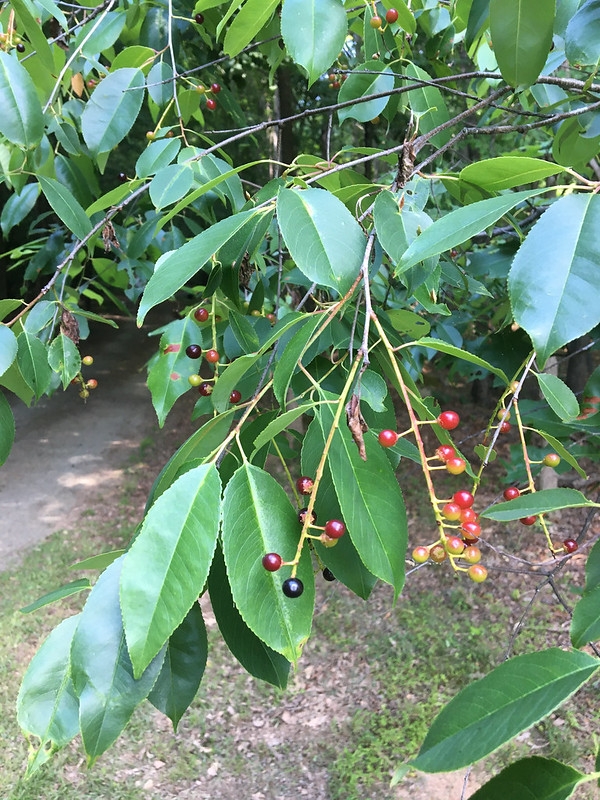 racemes of fruits turning from red to black