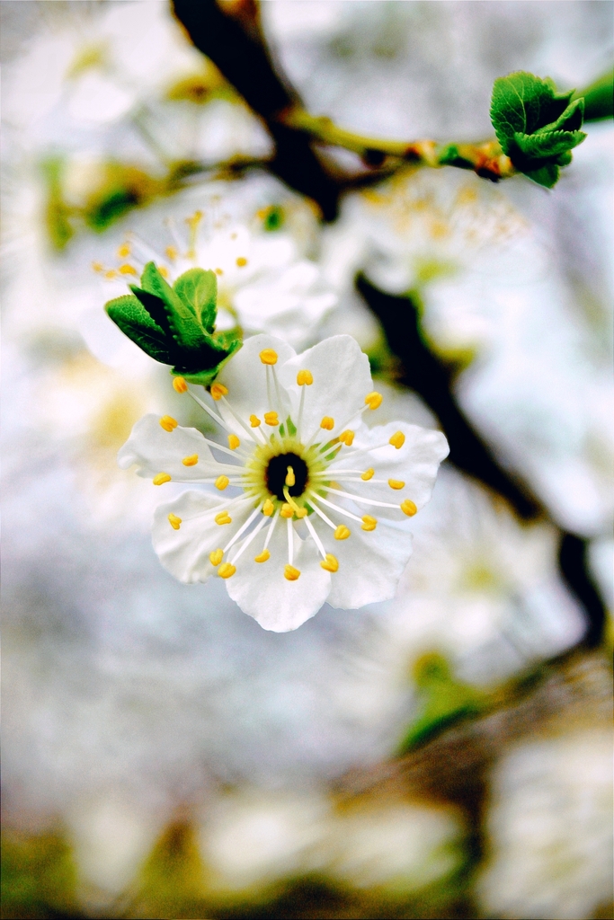 Closeup of a white flower with 5 petals and promenent stamens