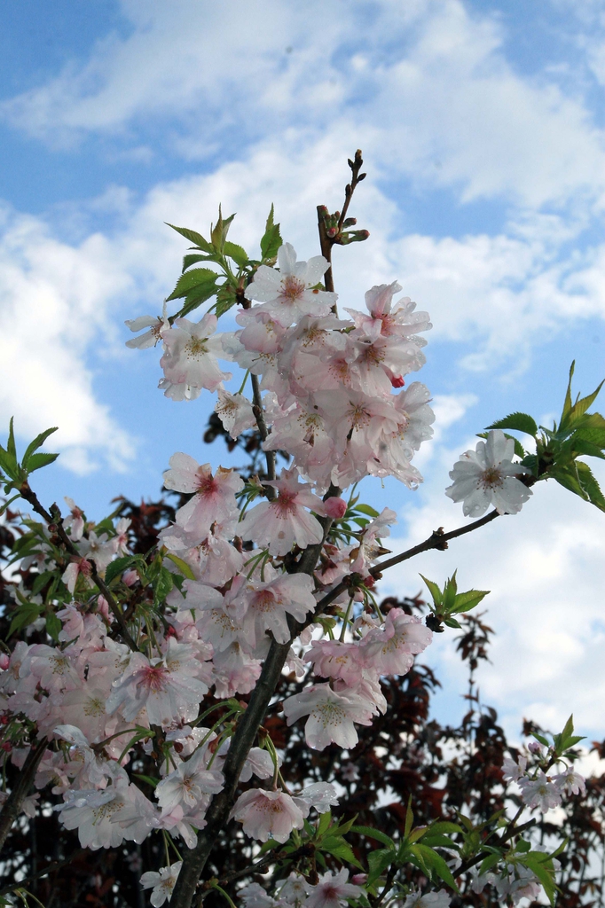 Flowers of 'Autumnalis'