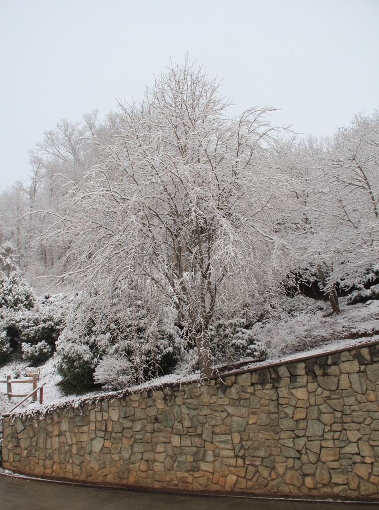 Prunus x subhirtella 'Pendula'